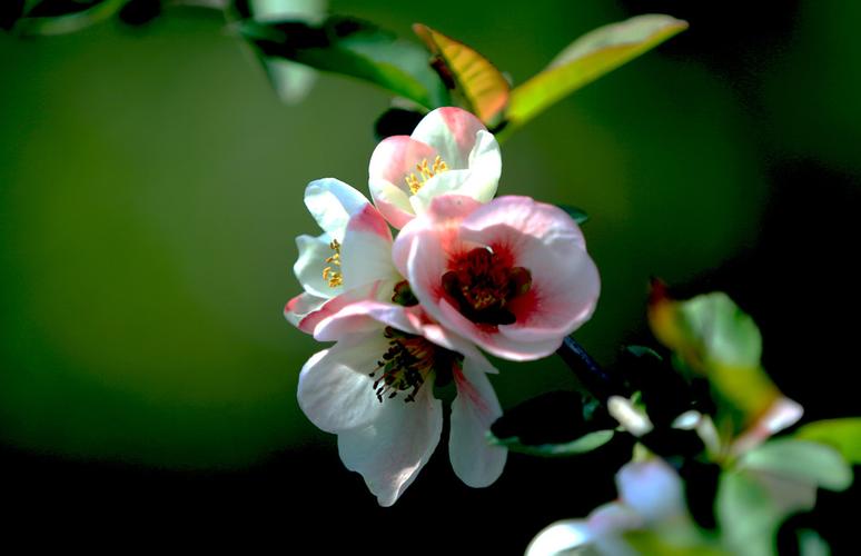 dnfsf网站(copyright dnf) (3)